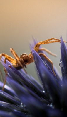 паук цветок капли макро