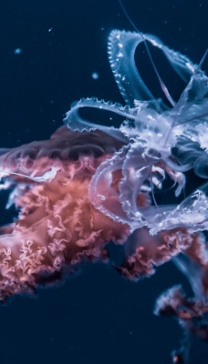 планктон прозрачный глубина океан