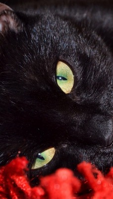 кошка черная зеленые глаза покрывало