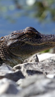 крокодил камни кожа