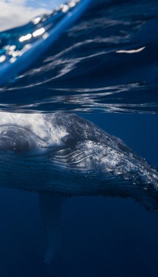 волна кит море под водой