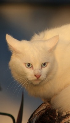 белая кошка взгляд морда