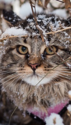 кот снег кусты трава