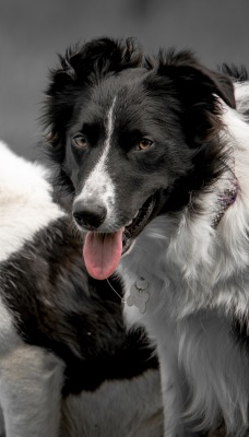 собаки черно-белые язык