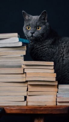 кот книги черный