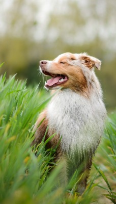 собака трава размытость