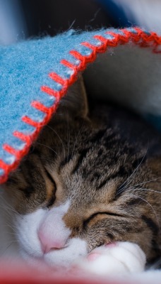кот одеяло спит