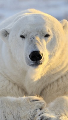 белый медведь снег зима