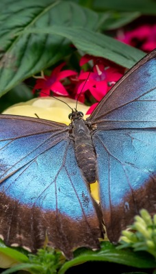бабочка черно-синяя цветы