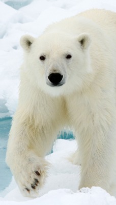 белый медведь снег вода