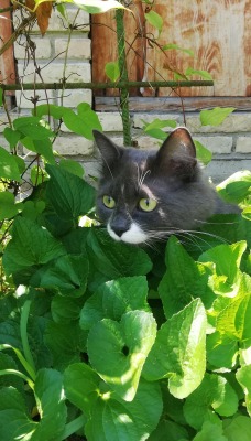 кошка листья трава голова глаза