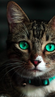 кошка глаза мордочка взгляд