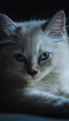 кошка голубые глаза лапки