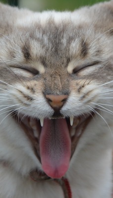 кот гримаса язык мордочка