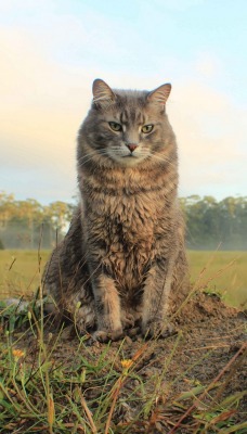 кот земля поле