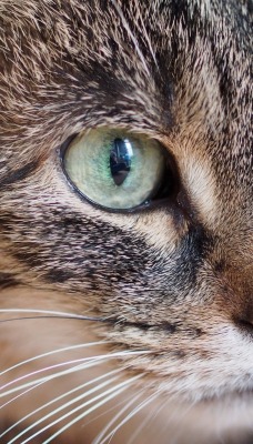 кот мордочка макро зеленые глаза