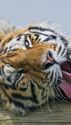 тигр лежит язык