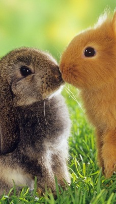 кролики милые поцелуй трава