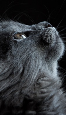 кот серый темный фон морда шерсть