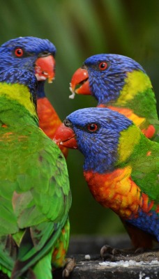 попугаи трио красочные