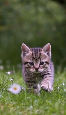 котенок трава цветы