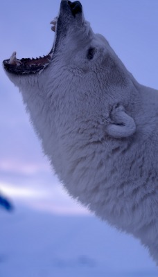 белый медведь полярный север