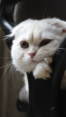 кот белый кресло морда лежит