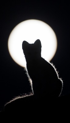 кот луна черный фон