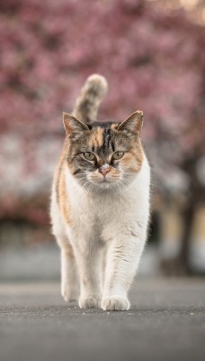 кот асфальт парк