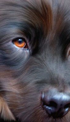 собака пес морда глаза нос шерсть
