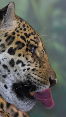 леопард морда язык