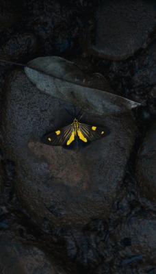 бабочка камни грязь
