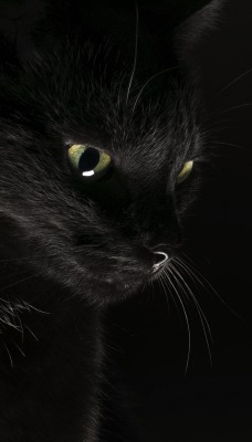 кот черный мордочка черный фон