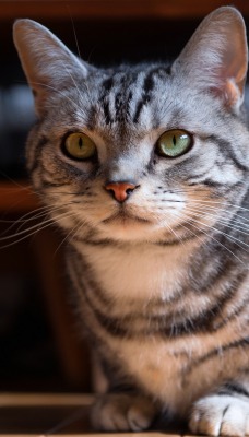 кот серый дымчатый полосатый