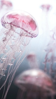 медузы океан под водой