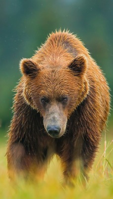 медведь бурый трава