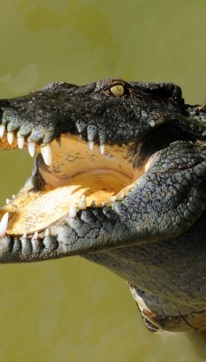 крокодил рептилия пасть клыки зубы