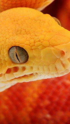 змея желтая голова чешуя рептилия