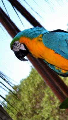 попугай ара на ветке