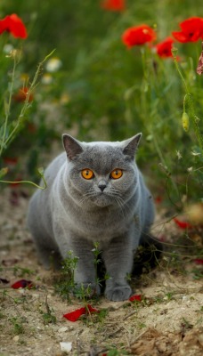 мак трава британец кот тропинка