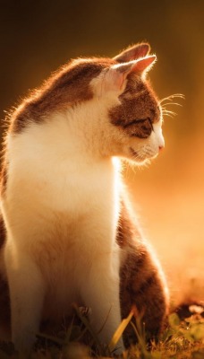 кот закат солнце лучи трава
