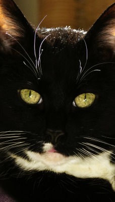 кот черный глаза