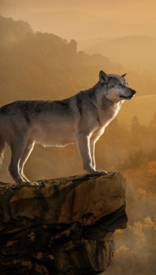волк скала высота туман