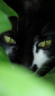 кот черный глаза трава листья