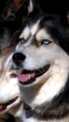 хаски собаки морда голубые глаза