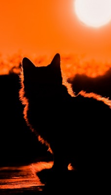 котенок силуэт солнце закат