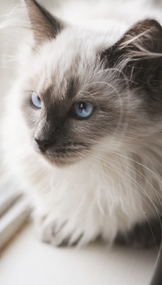 кот дымчатый голубые глаза