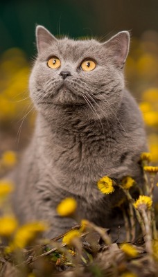 кот британец серый одуванчики