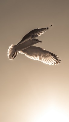 птица чайка полет солнце