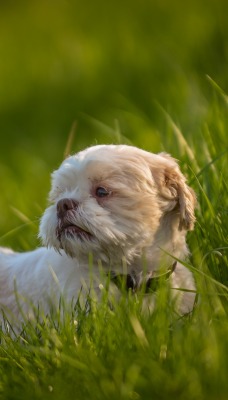 собака трава луг